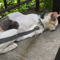 Memorial Veterinary Hospital - Dickson City ico