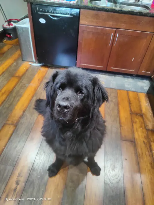 Memorial Veterinary Hospital - Dickson City Picture 3