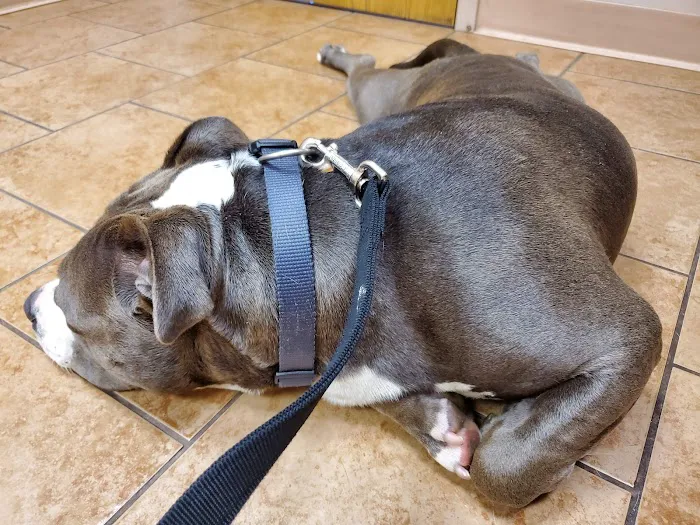 Memorial Veterinary Hospital - Dickson City Picture 4