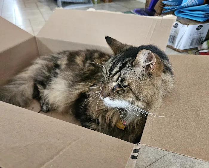 Memorial Veterinary Hospital - Dickson City Picture 7