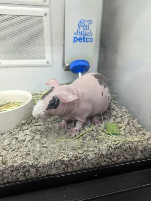 Petco Picture 5