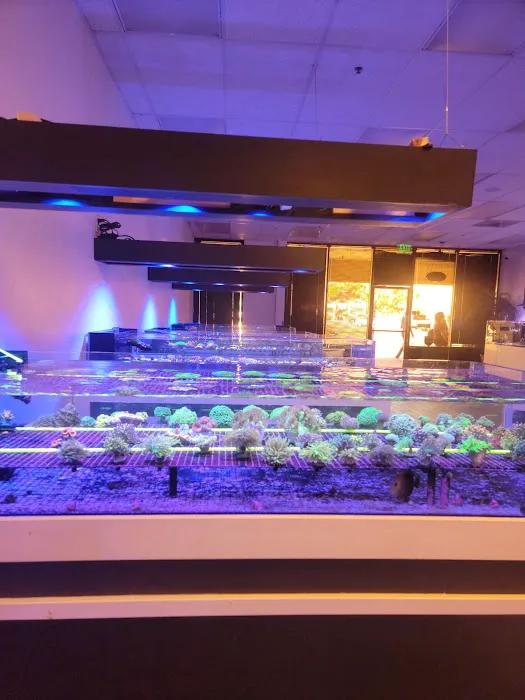 Cali Kid Corals Picture 1