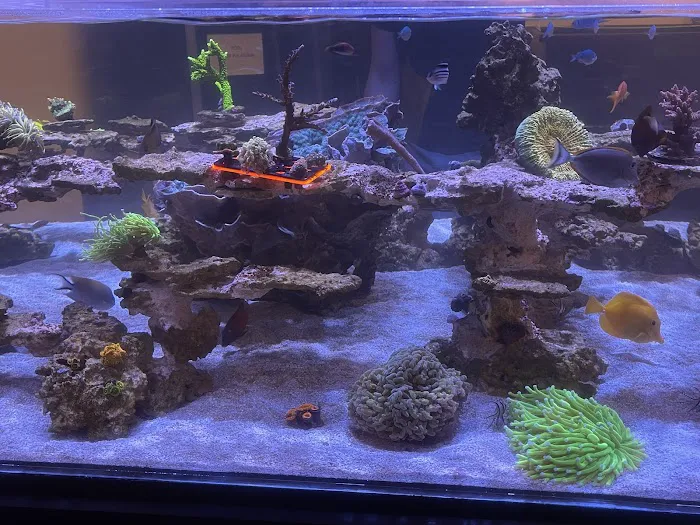 Cali Kid Corals Picture 4