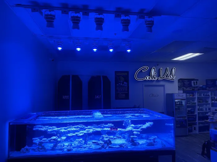 Cali Kid Corals Picture 5