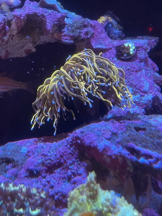 Cali Kid Corals Picture 7