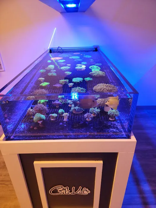 Cali Kid Corals Picture 8