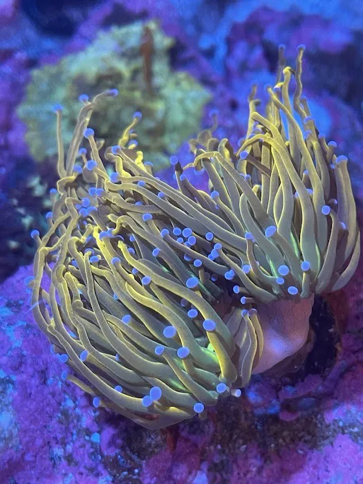 Cali Kid Corals Picture 10