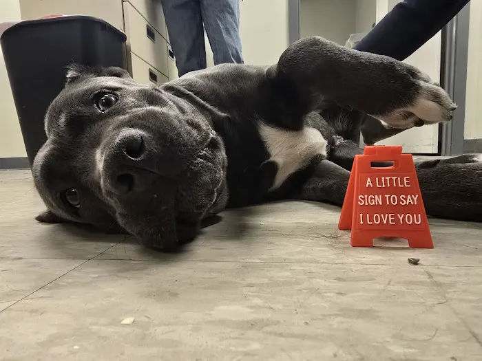 Boulevard Veterinary Care Picture 5