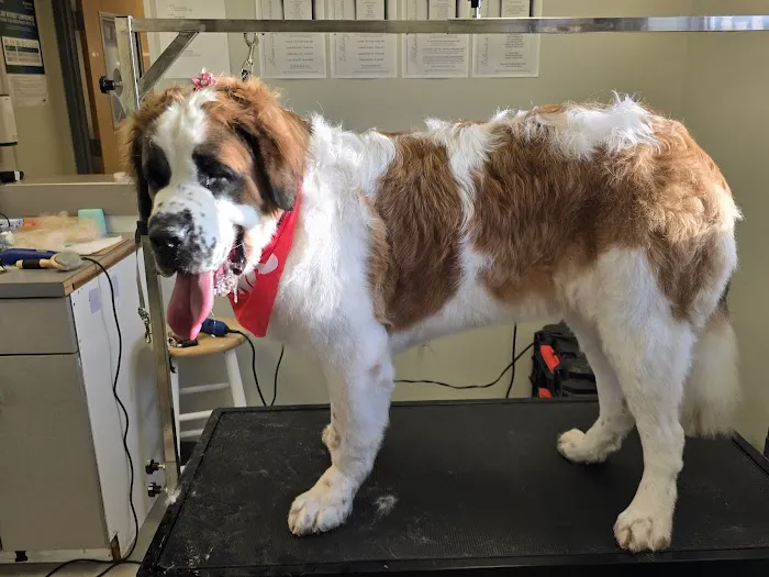 Boulevard Veterinary Care Picture 6