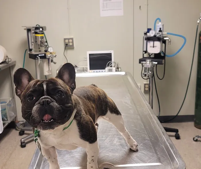Boulevard Veterinary Care Picture 7