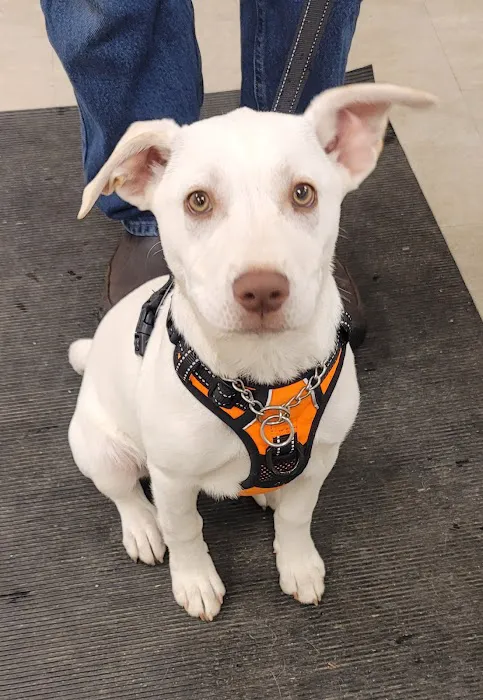 Boulevard Veterinary Care Picture 10