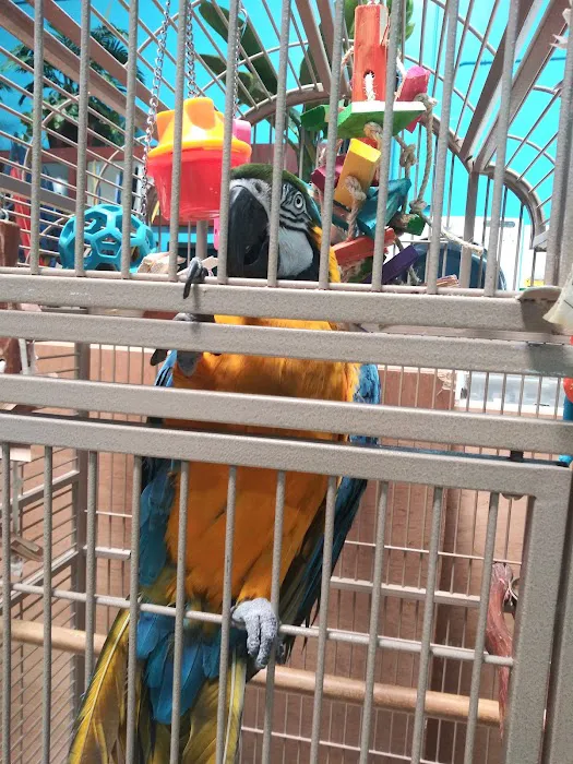 Feathered Follies Picture 1