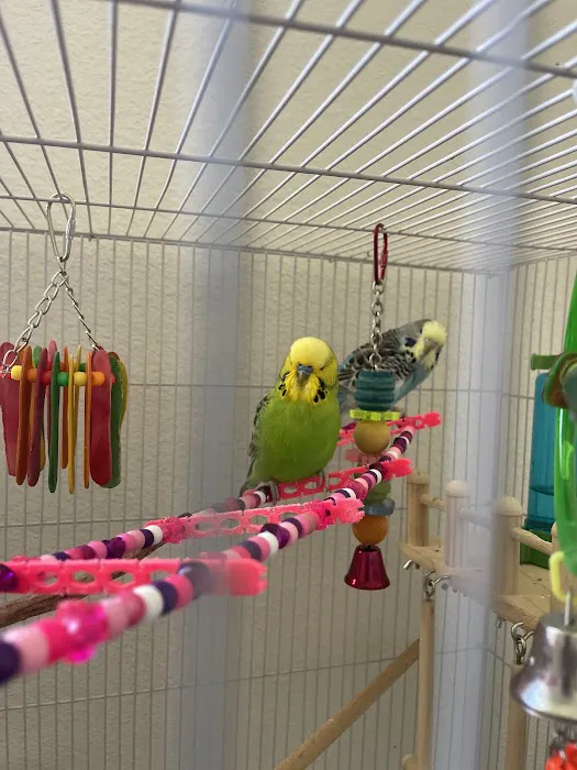 Feathered Follies Picture 7