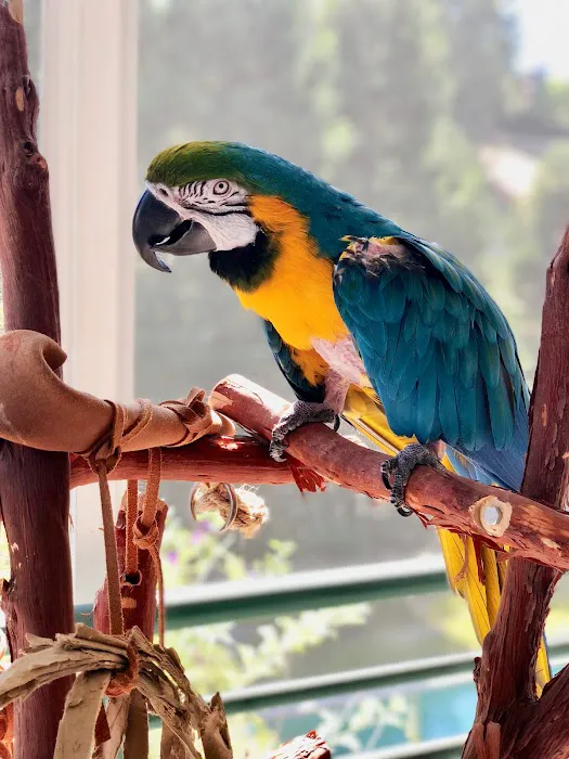 Feathered Follies Picture 8