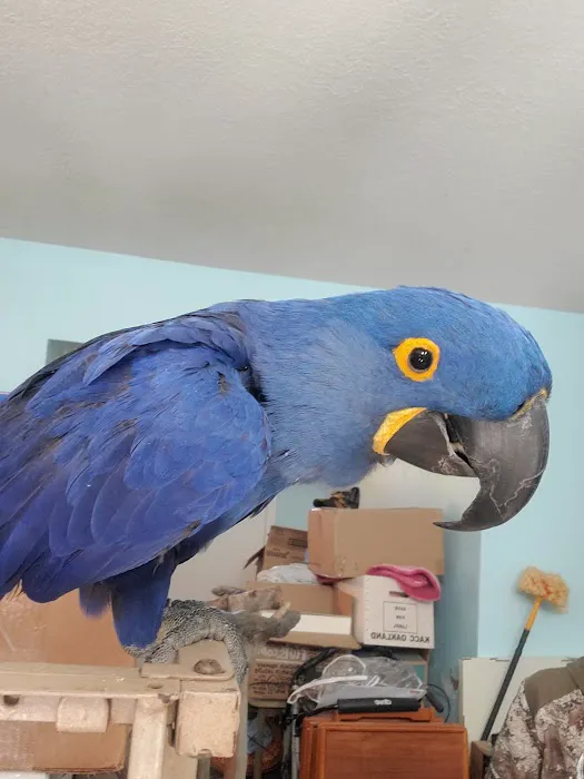 Avian Rescue Picture 1