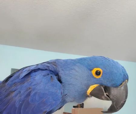 Avian Rescue