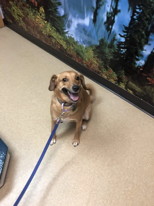 All Pets Dental Care & Oral Surgery Picture 1