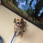 All Pets Dental Care & Oral Surgery