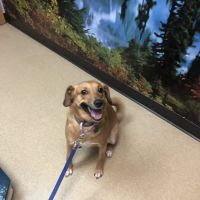 All Pets Dental Care & Oral Surgery ico