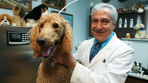 All Pets Dental Care & Oral Surgery Picture 3