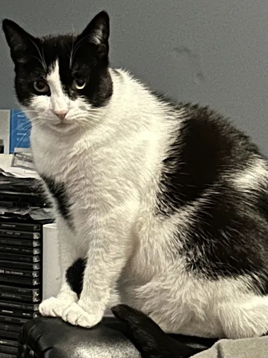 All Pets Dental Care & Oral Surgery Picture 5