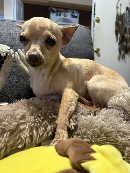 Smithfield Animal Hospital Picture 1