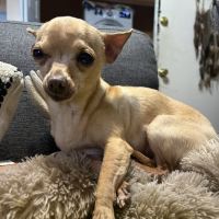 Smithfield Animal Hospital ico