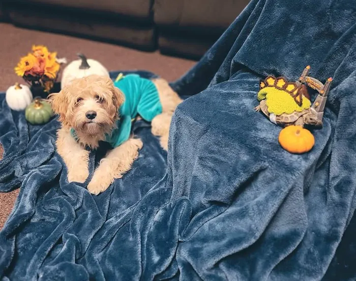 Smithfield Animal Hospital Picture 4