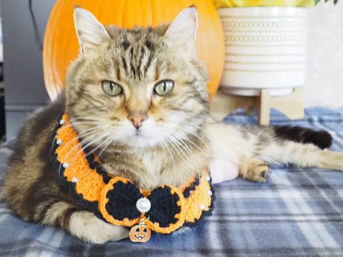 Smithfield Animal Hospital Picture 9