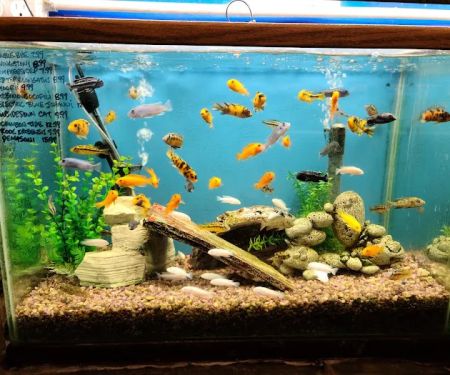 Tropical Fish World