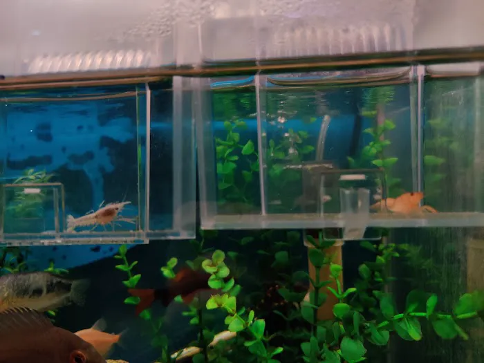 Tropical Fish World Picture 9