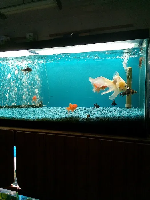 Tropical Fish World Picture 10