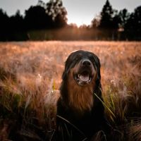 Veterinary Essentials ico