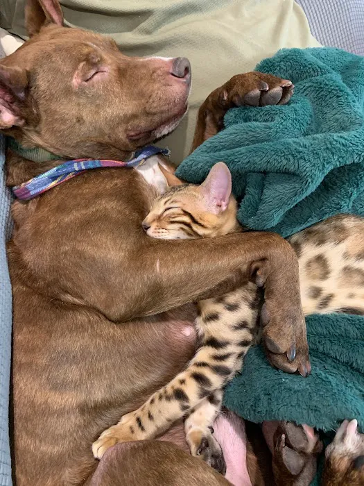 Veterinary Essentials Picture 3