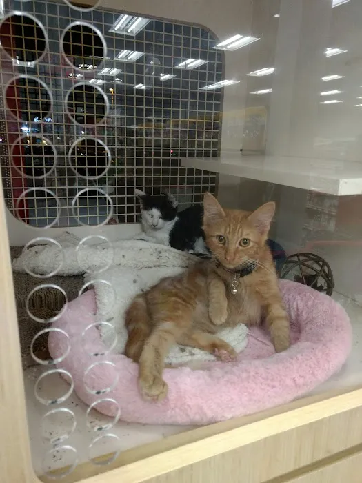 Petco Picture 4