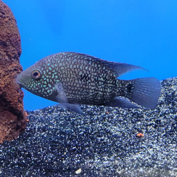 Aquarium fish enthusiasts Picture 2