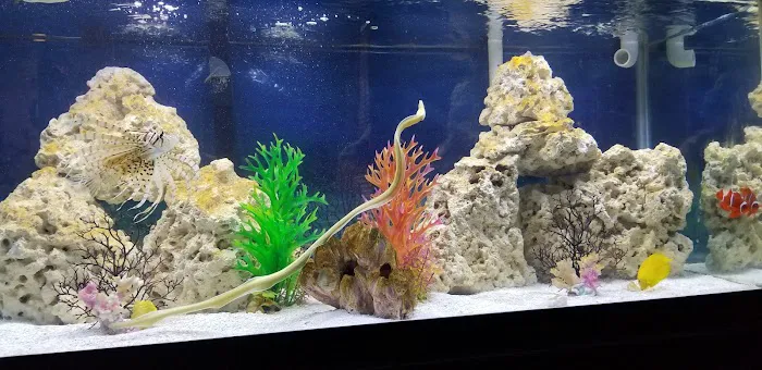 Aquarium fish enthusiasts Picture 1