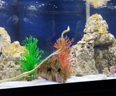 Aquarium fish enthusiasts