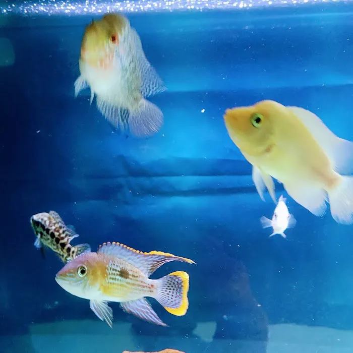 Aquarium fish enthusiasts Picture 3