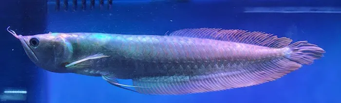 Aquarium fish enthusiasts Picture 4