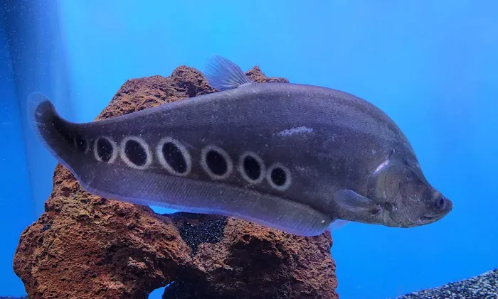 Aquarium fish enthusiasts Picture 5