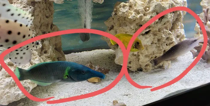 Aquarium fish enthusiasts Picture 7