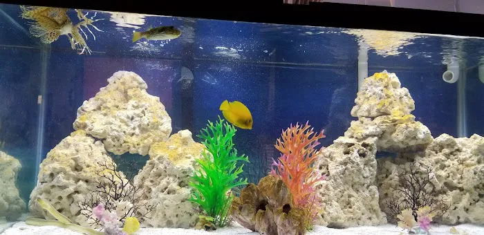 Aquarium fish enthusiasts Picture 8