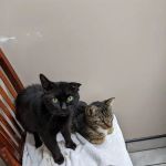 Barton Heights Veterinary Hospital