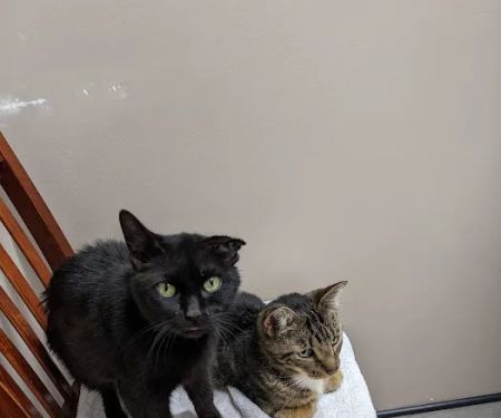 Barton Heights Veterinary Hospital