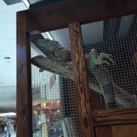 Shedskin Reptiles ico