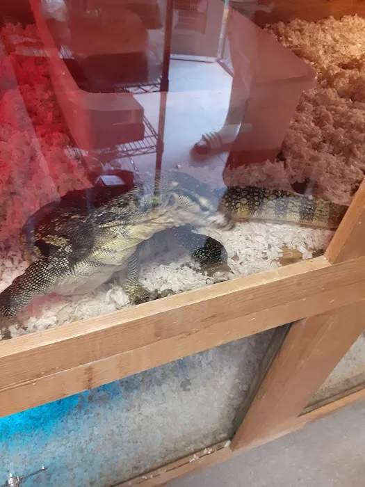 Shedskin Reptiles Picture 2