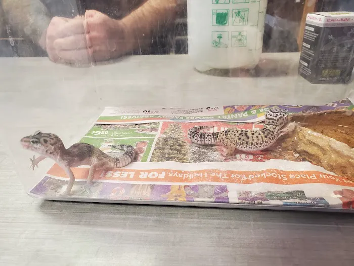 Shedskin Reptiles Picture 5