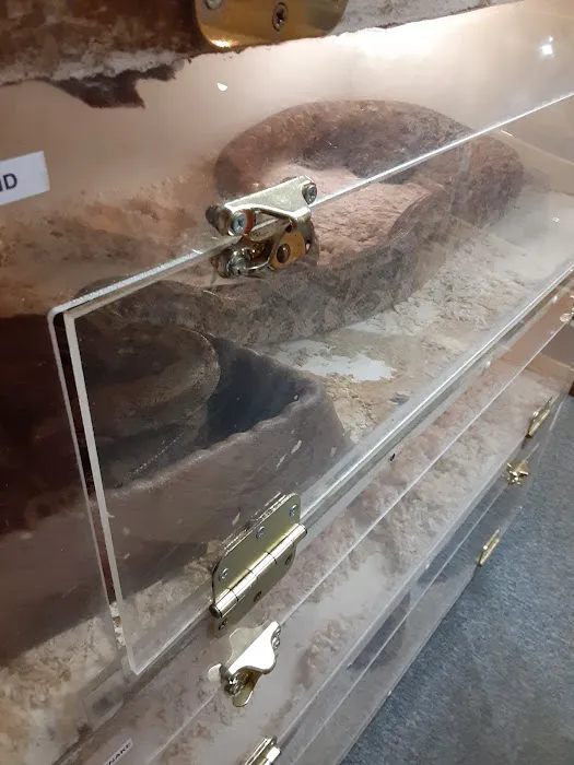 Shedskin Reptiles Picture 6