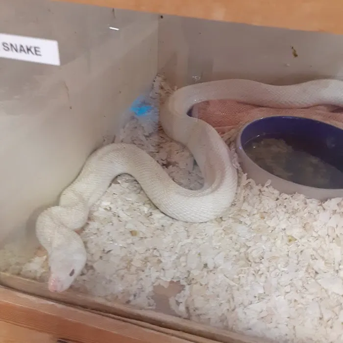 Shedskin Reptiles Picture 8